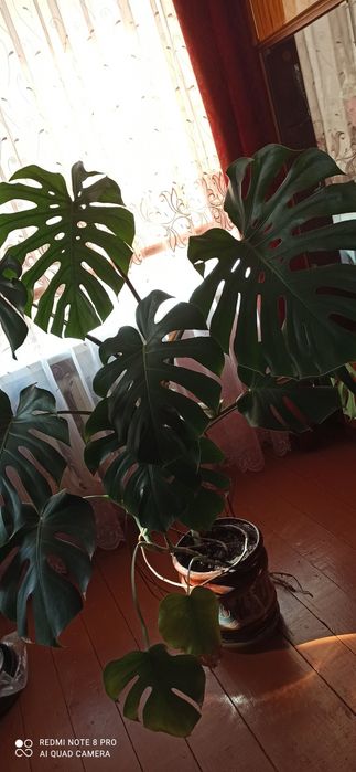 Монстера 10 листочків.