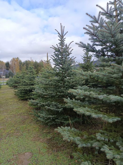 Choinki świerk srebrny