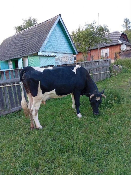 Продам ківну 7 місяців корову