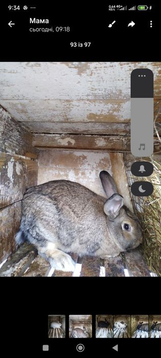 Продам  молодняк кролів