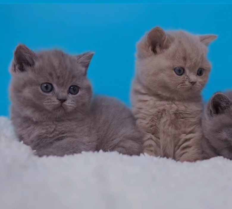 Шотландские котята срочно