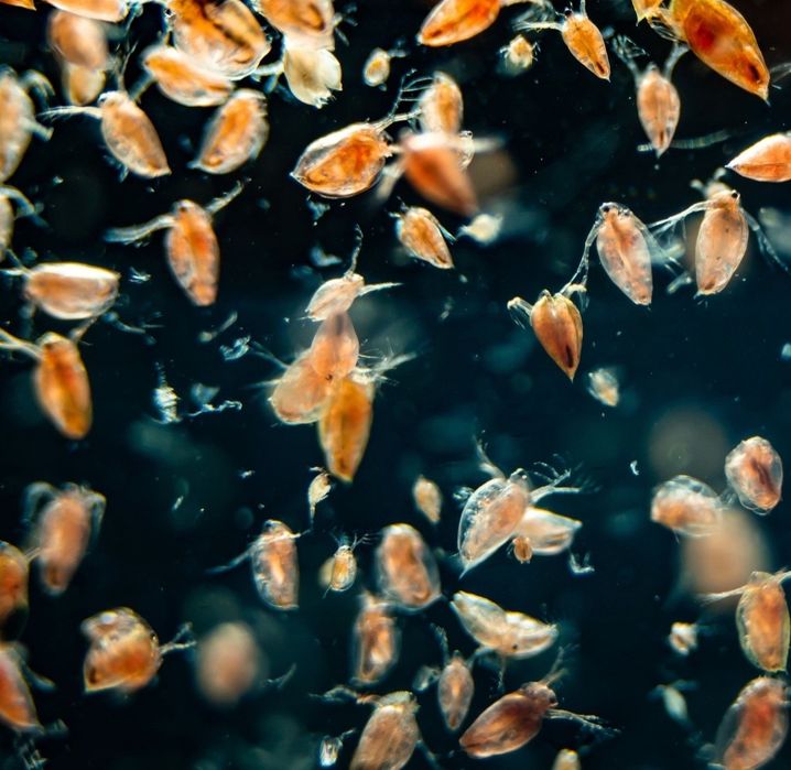 Dáfnias Pulex Cultura Viva  | Alimento Vivo para Peixes e Alevinos
