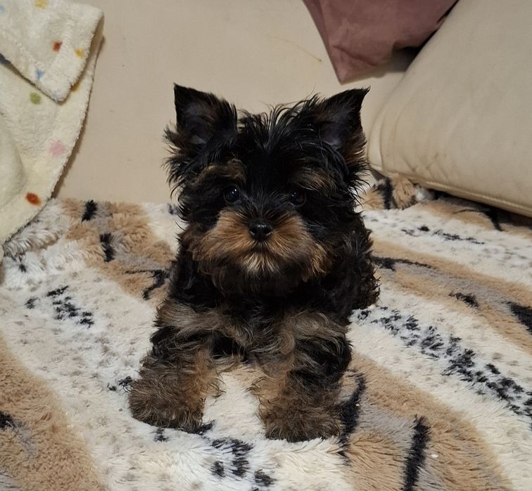 Chłopczyk Yorkshire Terrier