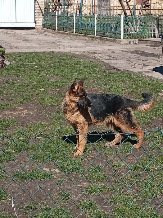 ,Цуценята  вівчарки