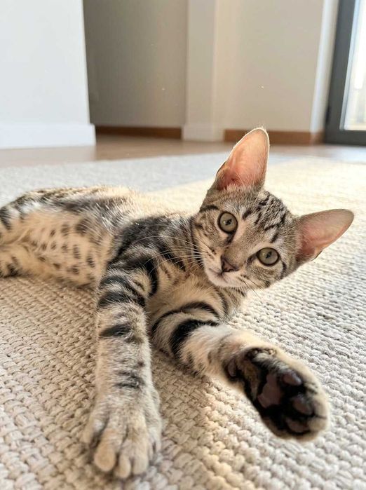 Setúbal e arredores / Margem Sul — SAFIRA, gatinha para adoção