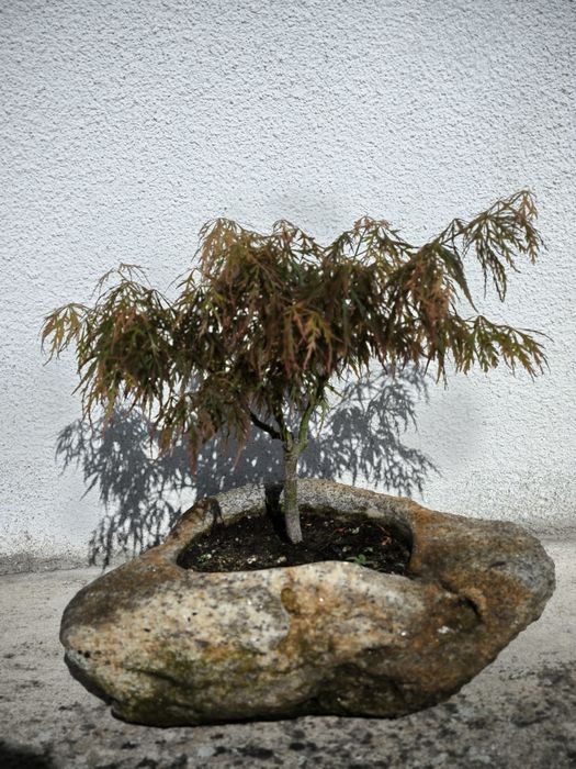 Bonsai de acer em vaso de pedra