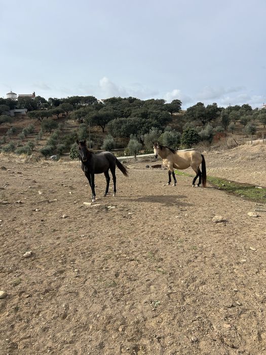 Poldros cruzados de lusitano