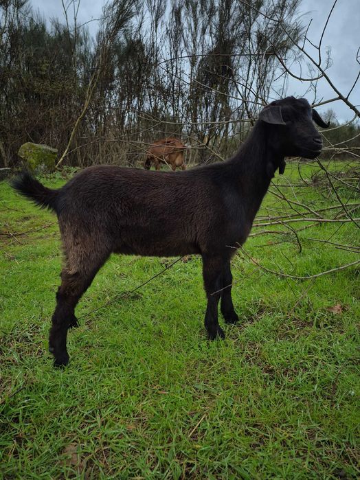 Cabrita com 4 meses raça Preta de Montesinho