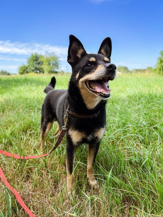 Uratuj psiego seniora przed zimą w schronisku. Mały, czarny kundelek.