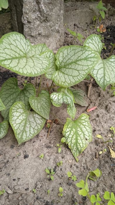 Брунера.              .