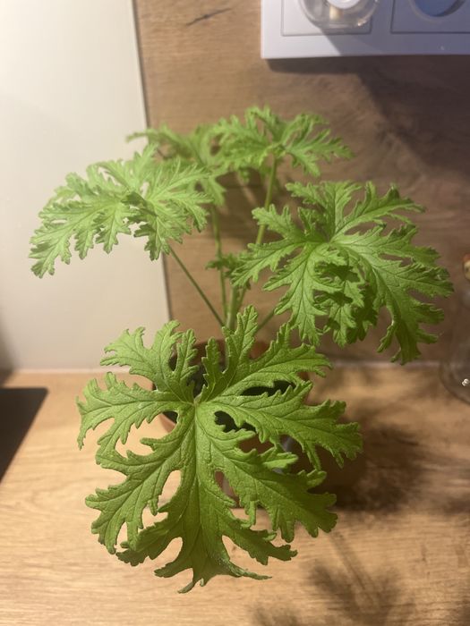Geranium Anginka
