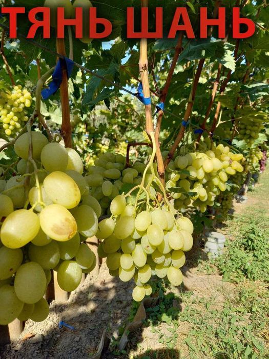 Корнесобственные саженцы винограда