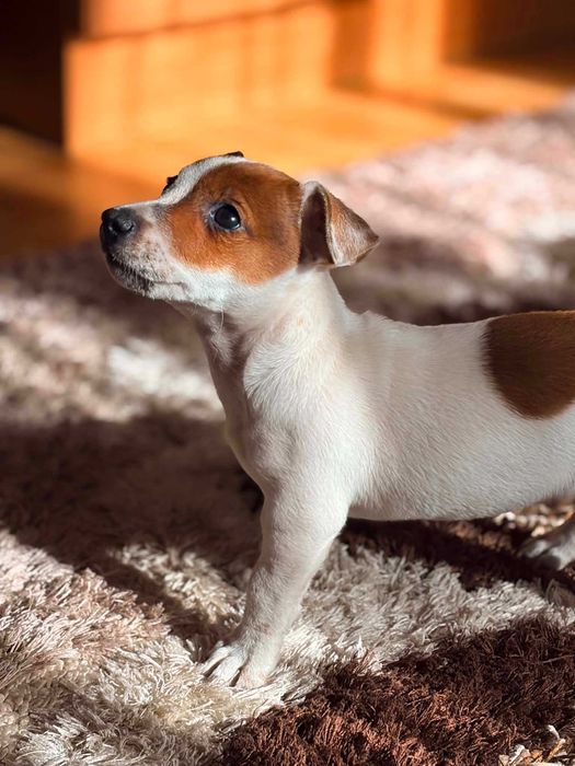 Piesek Jack Russell terrier