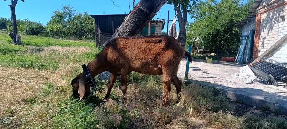 Продаю козу дойную, англо -нубийска