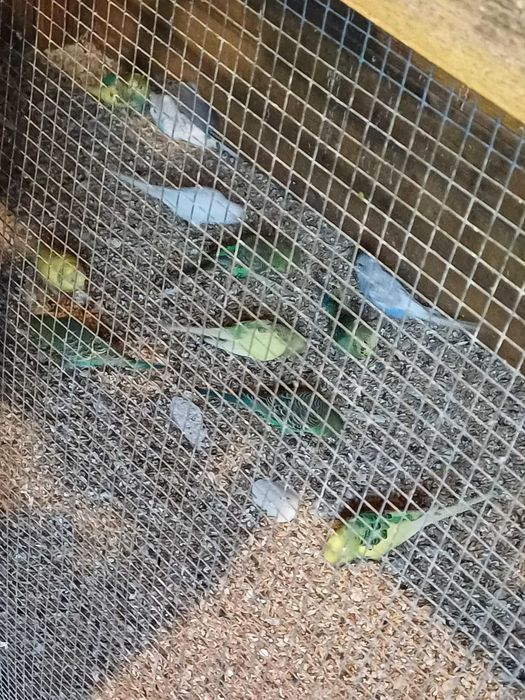 papugi faliste młode