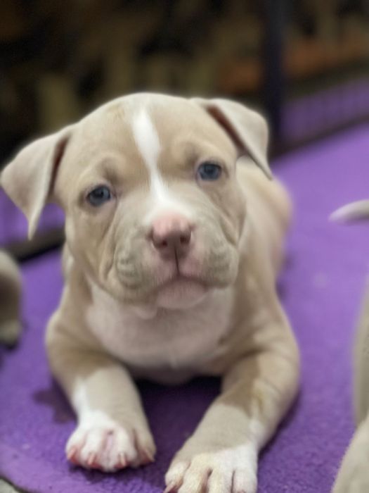 Американский булли стандарт хл и покет