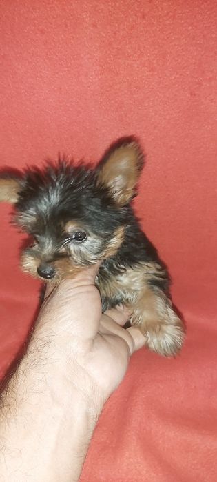 Yorkshire terrier