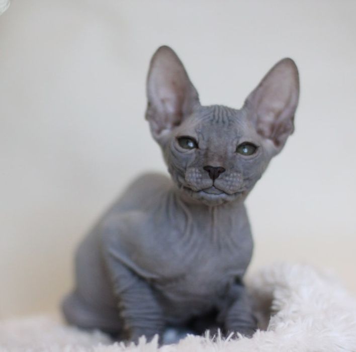 Кошеня Донського сфінкса