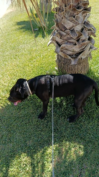 Doação legal de pitbull super dócil com outros animais e crianças