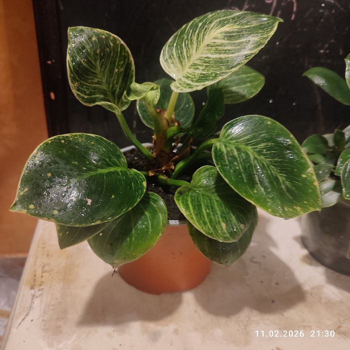 Хапай подарок на День влюбленных и 8 Марта! марта филодендрон Биркин