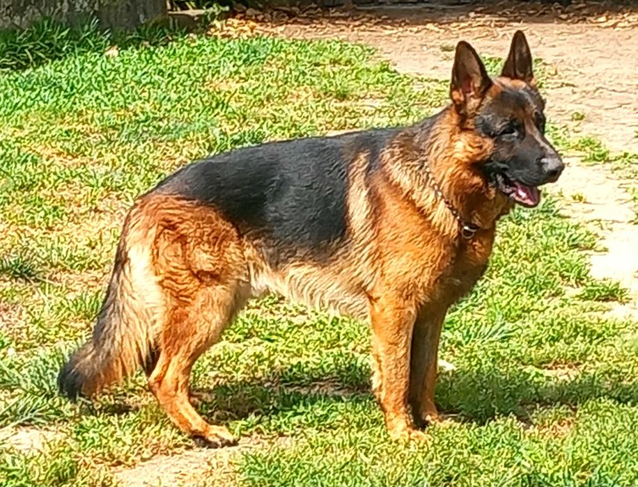 Lindo Cachorro Pastor Alemão Pêlo Curto