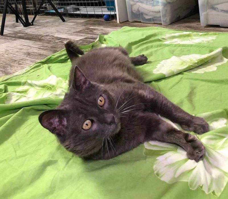 Серебристого кота Шартреза зовут Бусинка, ему приблизительно 3 года