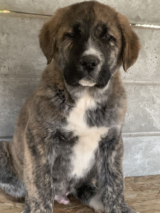 Owczarek środkowoazjatycki FCI