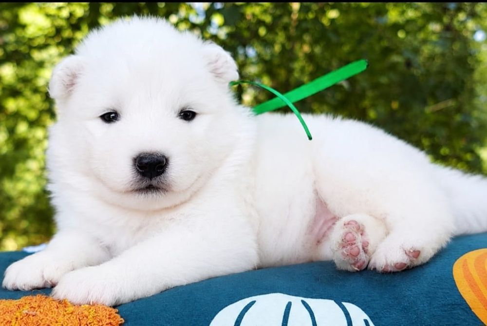 Samoyed-urocza suczka