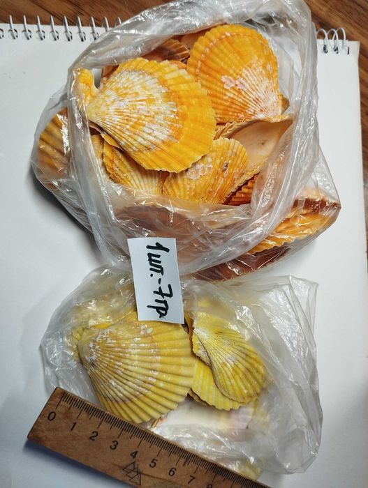 Ракушки гребешки океанические и черноморские