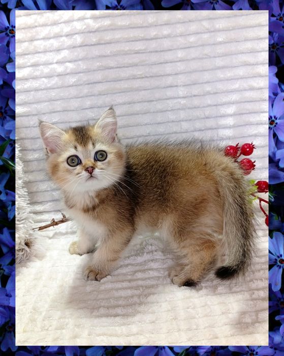 3-Роскошный мальчишка Золотая Шиншилла + Есть ещё  котята