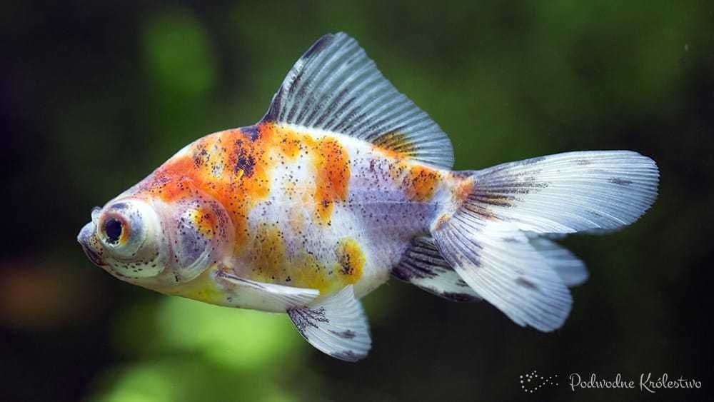 MISIEKZOO Karpiowate - Welonki / czerwone / czarne / Calico