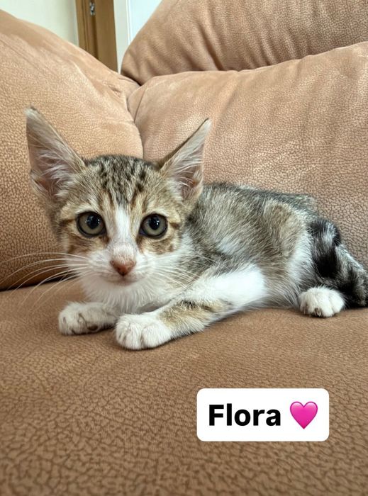 Gatinhos para adoção responsável - 1 macho e 1 fêmea - 2 meses