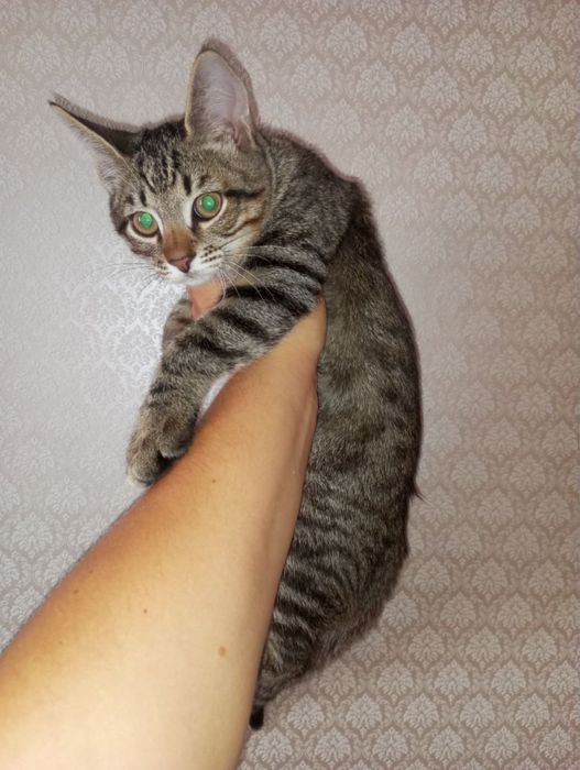 Кошеня хлопчики, 3 міс