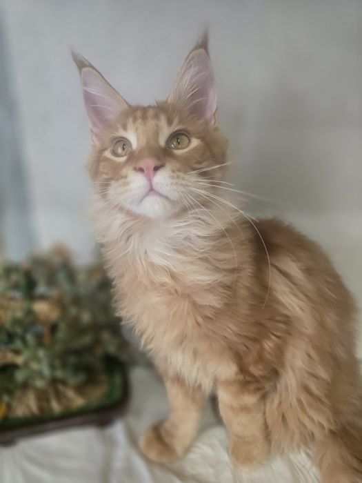 Котята.  Мейн Кун