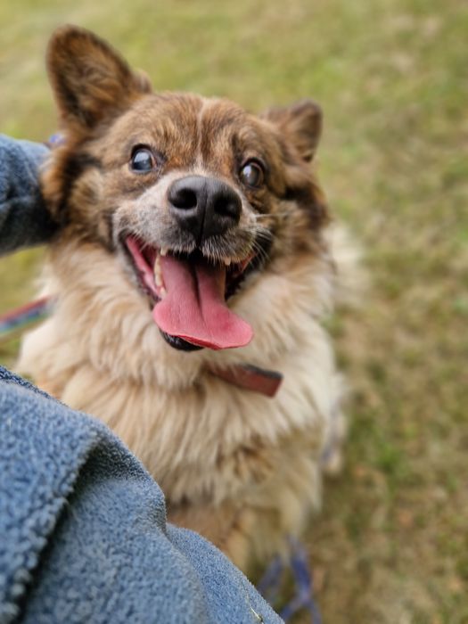 On chyba nigdy nie znajdzie domu. Traci wzrok i nadzieję