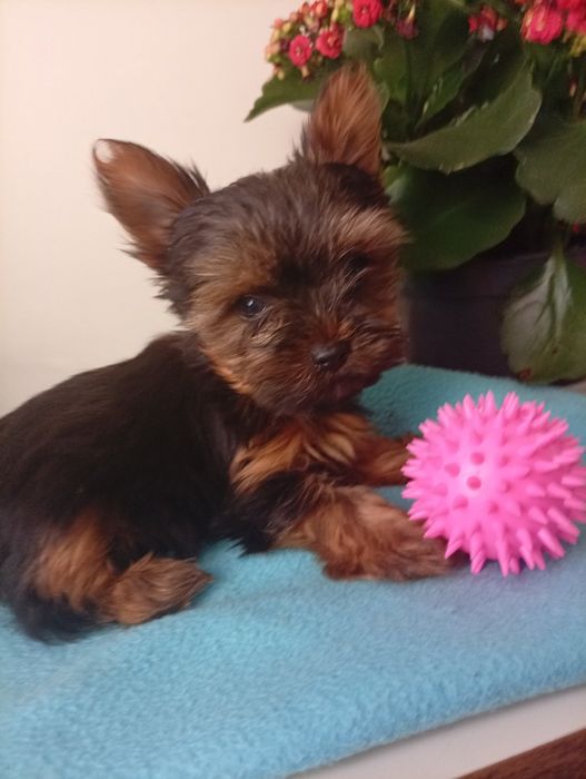 Міні йоркширський тер'єр, цуцики, щенки