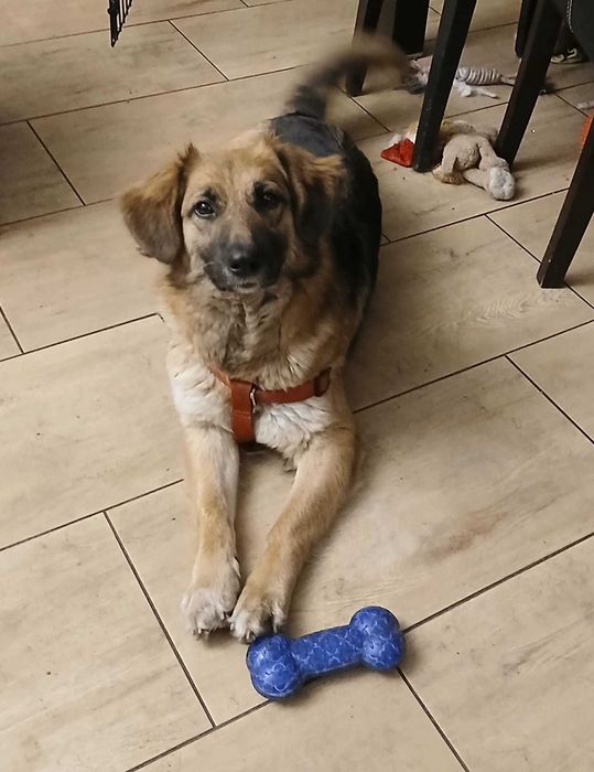 Sliczna młodziutka Molly do adopcji