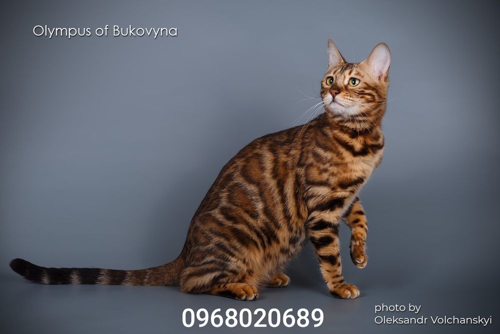Olympus of Bukovyna бенгальські леопардики з розплідника