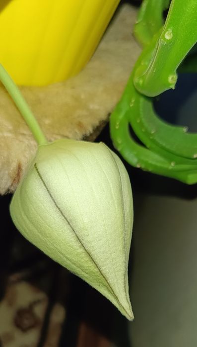 Кактусы и суккуленты