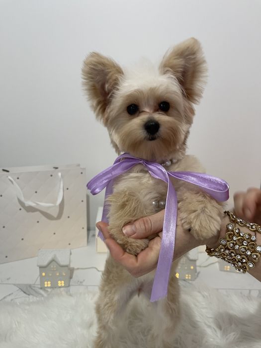 Помапу  краса, ніжність і любов в одному