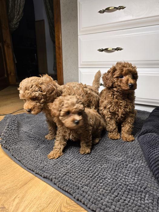 Мальтипу дівчинка