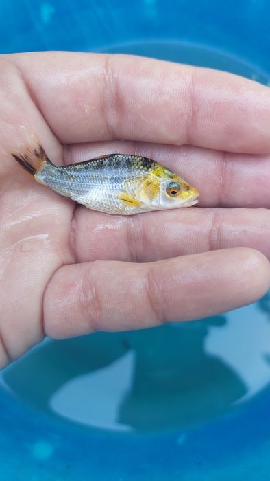 Carpas koi 3-9cm