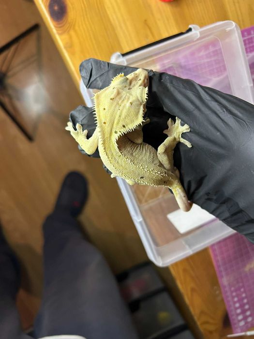 Gekon orzęsiony Light Yellow/Brown Base Dalmatian patternless samiec