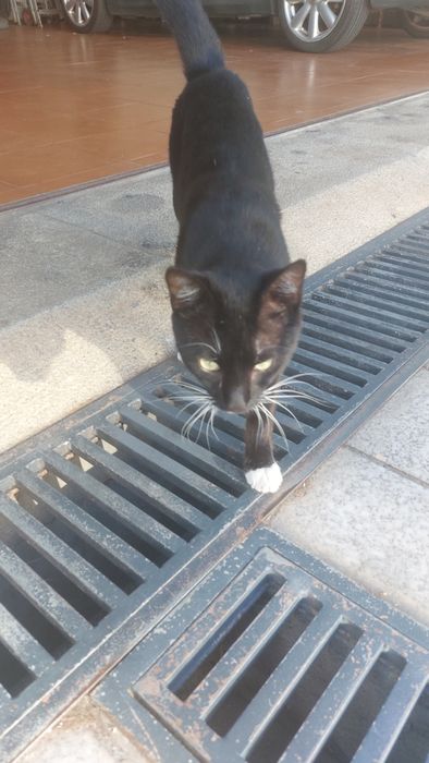 Gato jovem para adoção