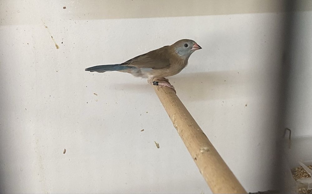 Peitinhos celeste 2025