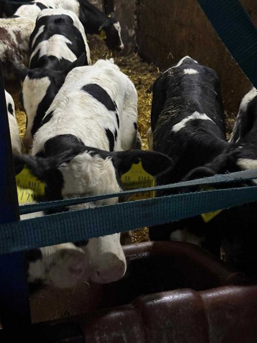 Byczki cielaki byczek cielak hf