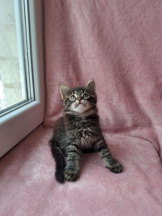 Очаровательный сибирский мальчик