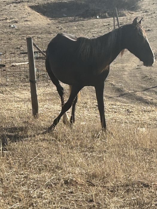 Poldro cruzado de lusitano