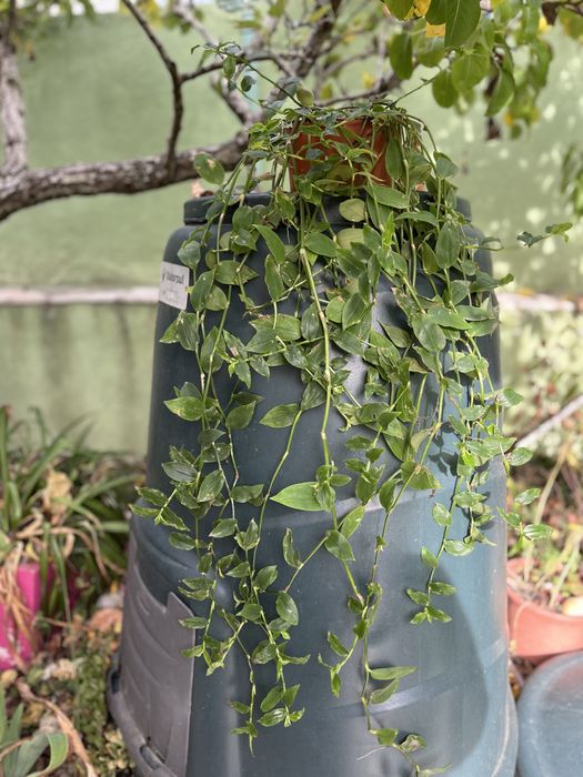 Planta da Fortuna em vasinho faço envios