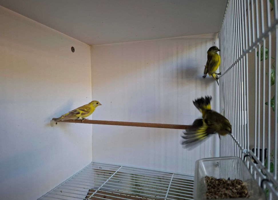 Magelanicos & cardinalitos